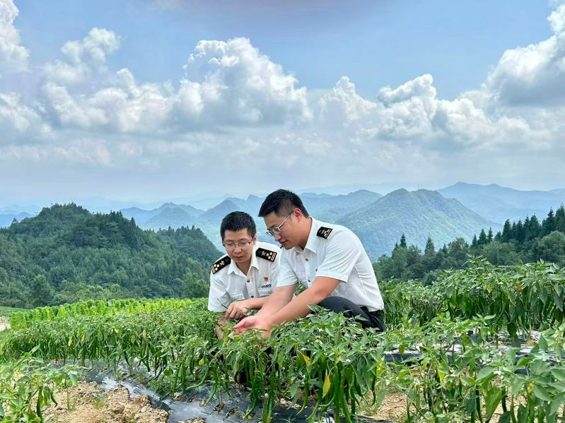 恩施海关关员在供港澳蔬菜种植基地开展日常监管