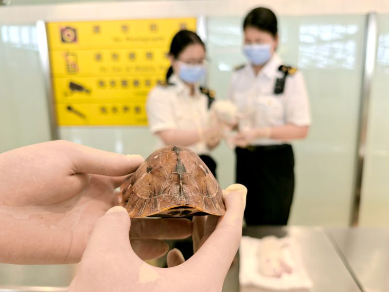 厦门海关查获旅客违规携带2只赤狐出境